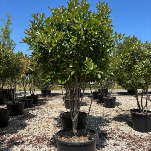 Photinia red robin fungo