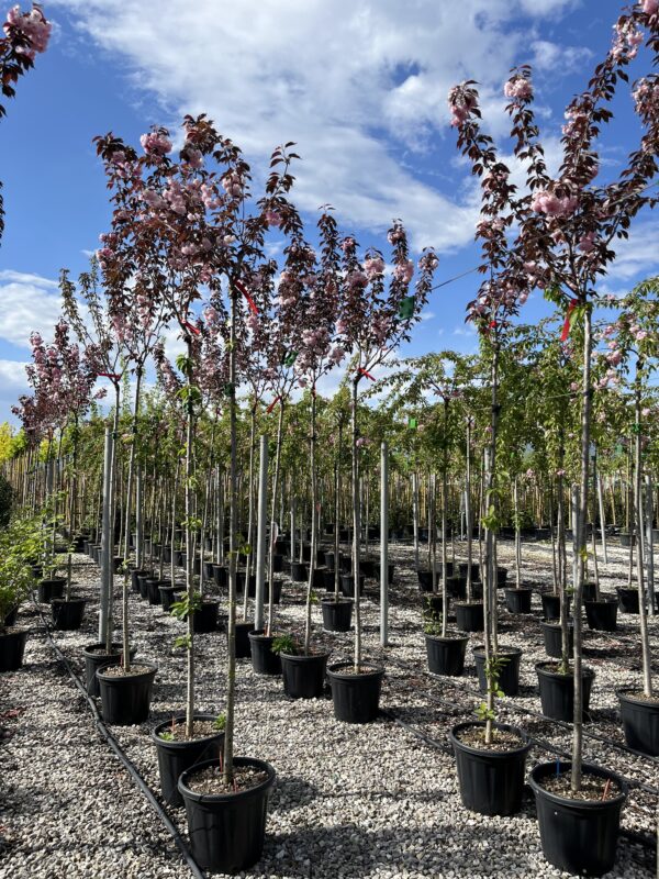 Prunus royal Burgundy