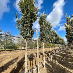 Quercus x bimundorum 'Crimson Spire'