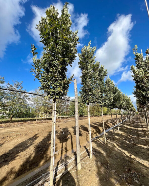 Quercus x bimundorum 'Crimson Spire'