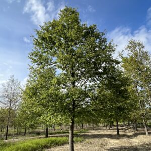 Quercus cerris