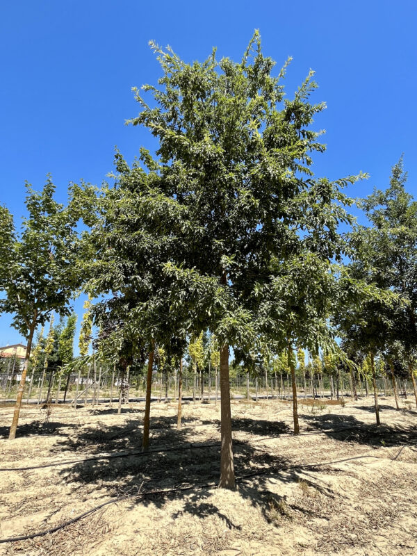 Quercus imbricaria