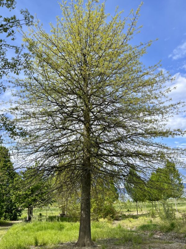 Quercus robur