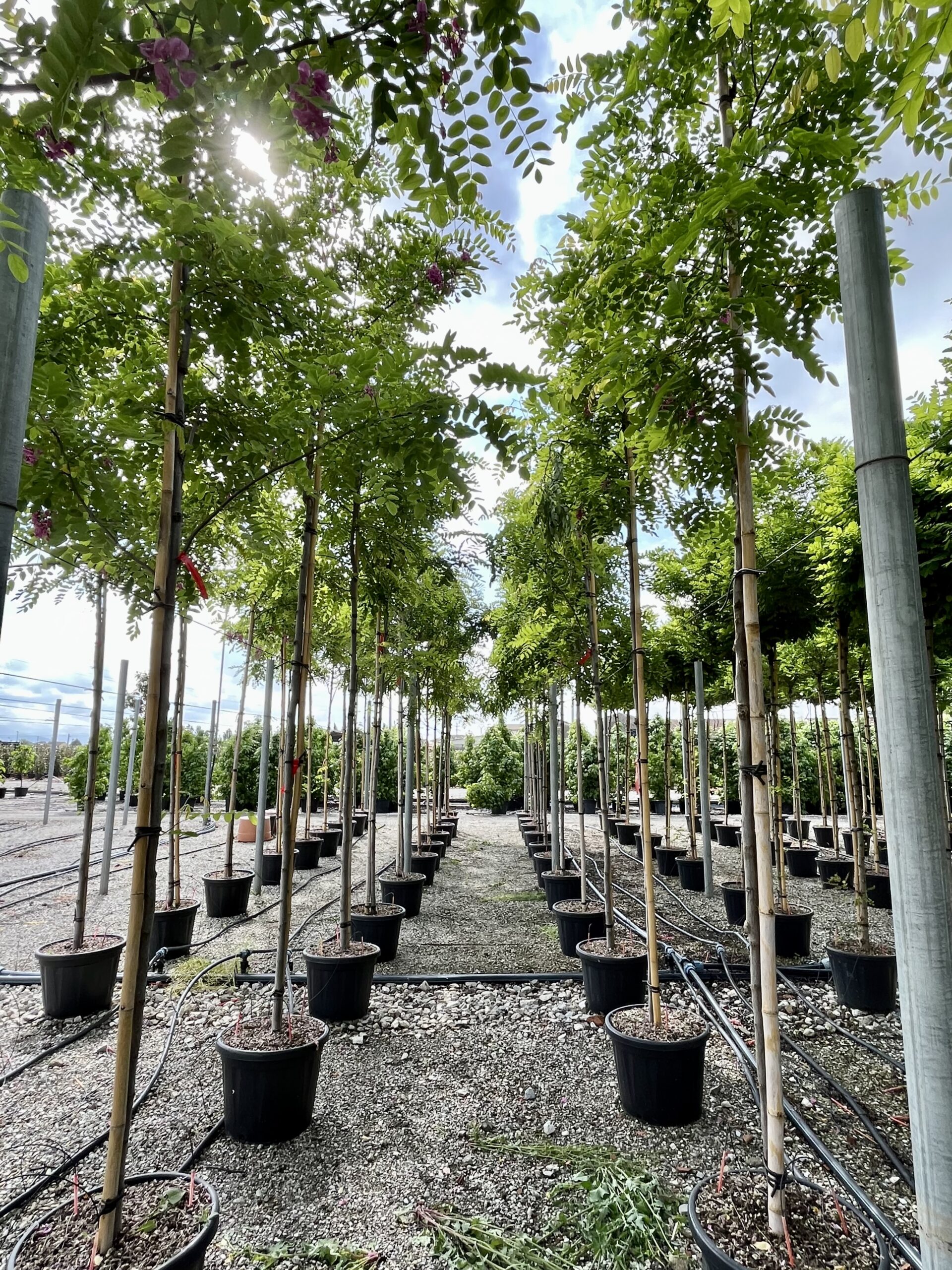 Robinia pseudoacacia 'Casque Rouge' - Northern Irelands Specialist Tree  Nursery