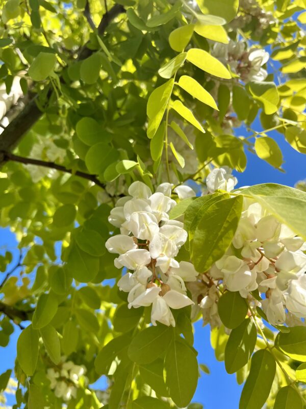 Robinia ps. Frisia - fiore