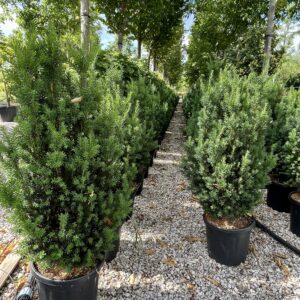 Taxus media Hillii