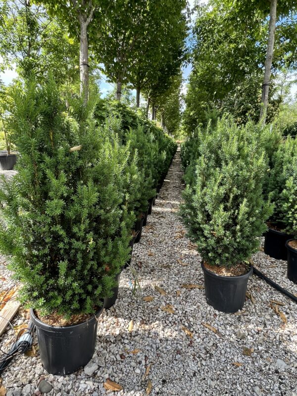 Taxus media Hillii