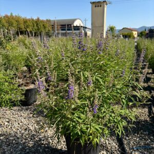 Vitex delta blue cespuglio
