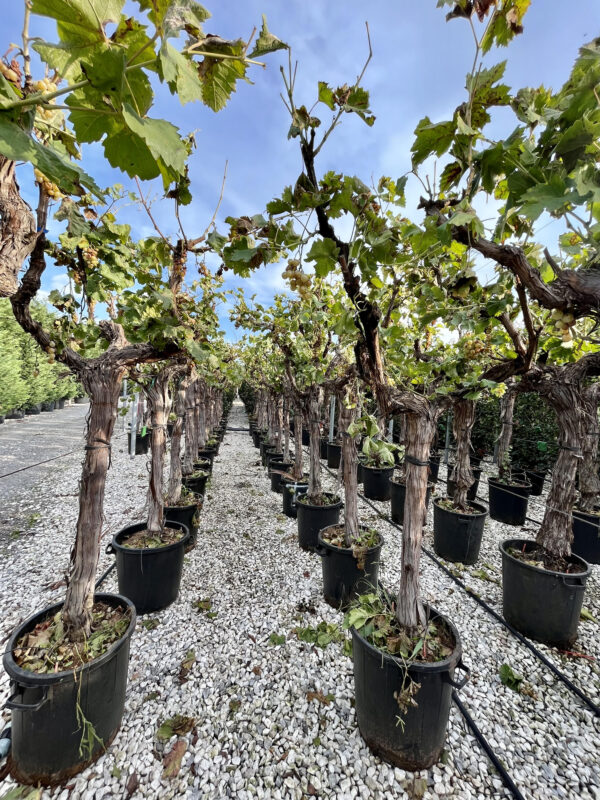 Vitis vinifera