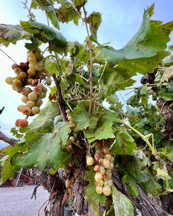 Vitis vinifera frutti