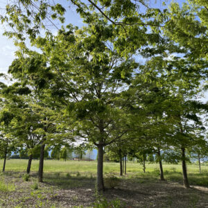 Zelkova serrata