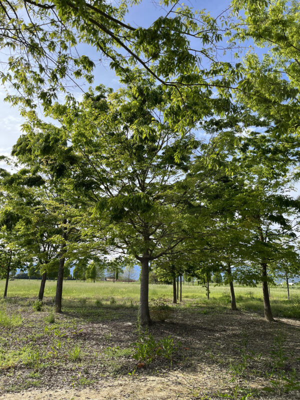 Zelkova serrata