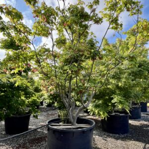 Acer palmatum osakazuki