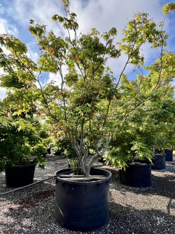 Acer palmatum osakazuki