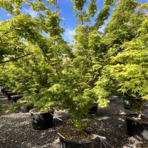 Acer palmatum Sango Kaku