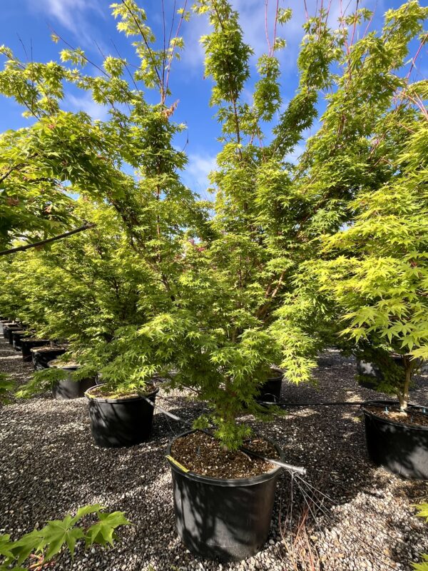 Acer palmatum Sango Kaku