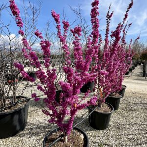 Cercis chinensis Avondale