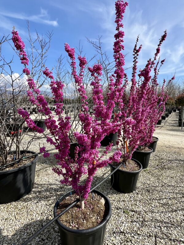 Cercis chinensis Avondale