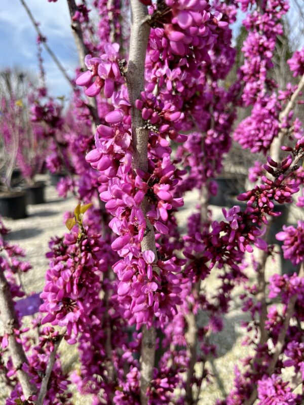 Cercis chinensis Avondale fiore