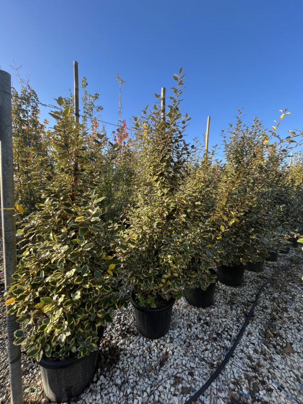 Elaeagnus ebbingei Variegata