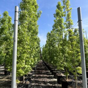 Liquidambar styraciflua Slender Silhouette