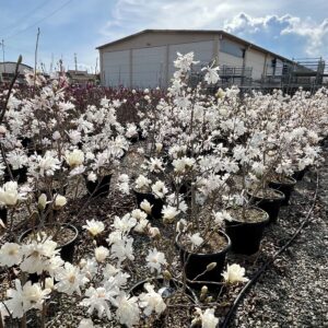 Magnolia Stellata