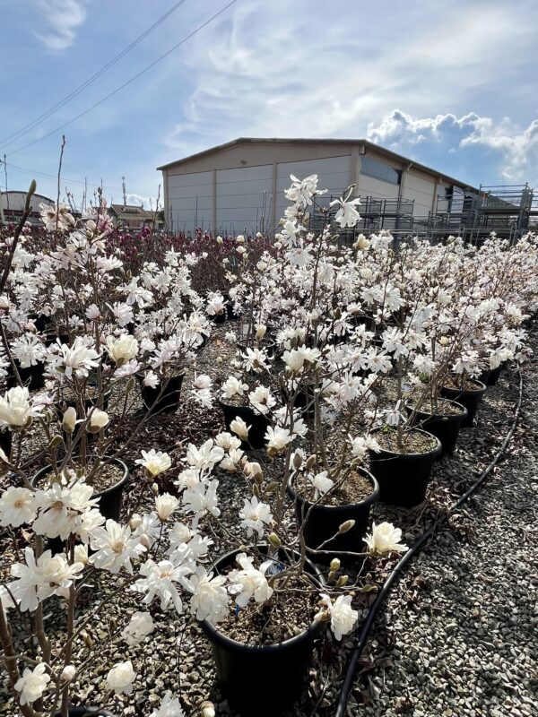 Magnolia Stellata