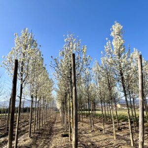 Pyrus calleryana Chanticleer