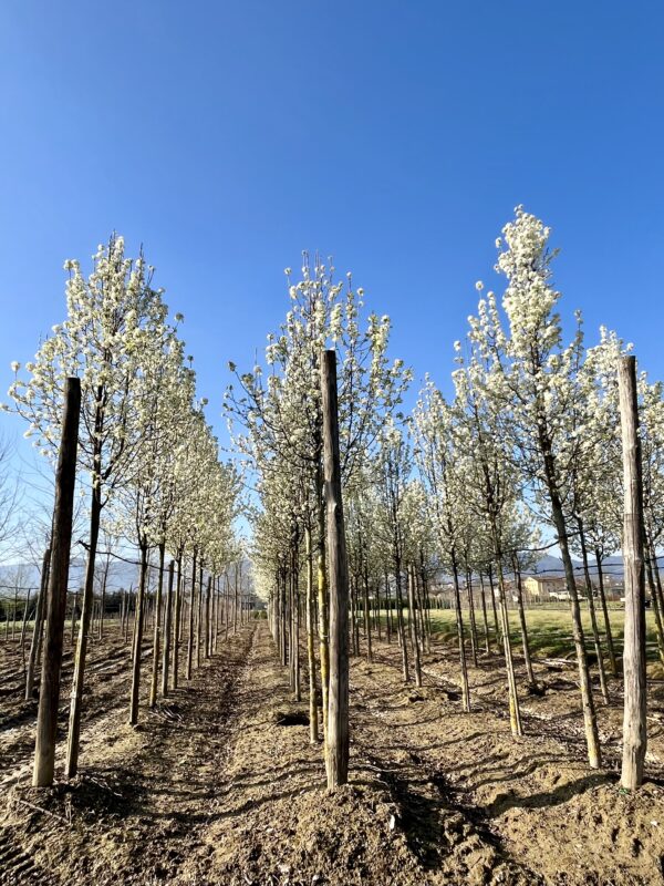 Pyrus calleryana Chanticleer