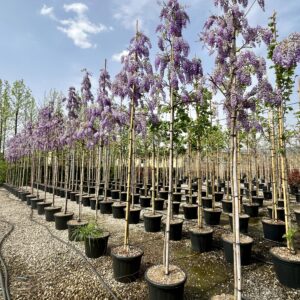 Wisteria sinensis