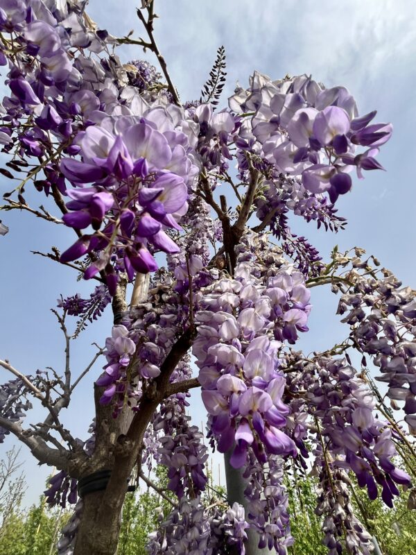 Wisteria sinensis Fiore