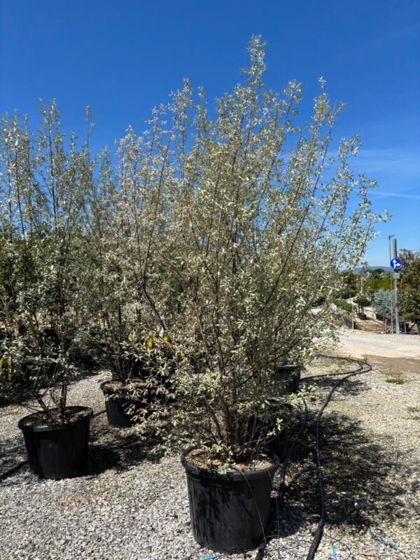 Elaeagnus Quick Silver