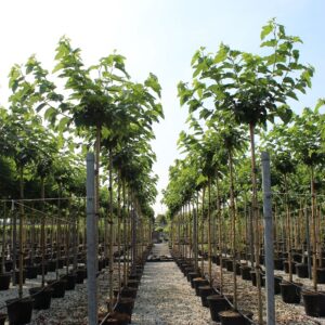 Alberi