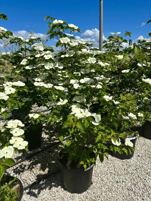 Cornus Milky Way
